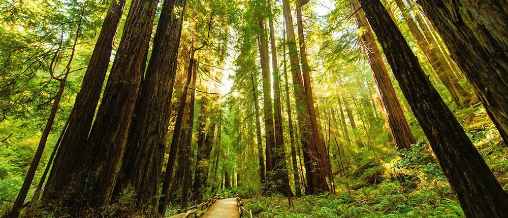 woods-1000-563px